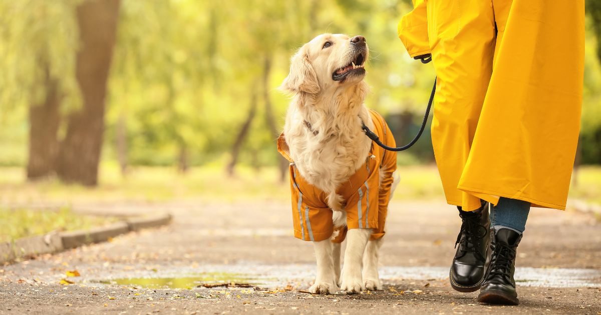 Calgary Dog Owner's Guide (2026): License Fees, Bylaws, Vet Costs & Fines
