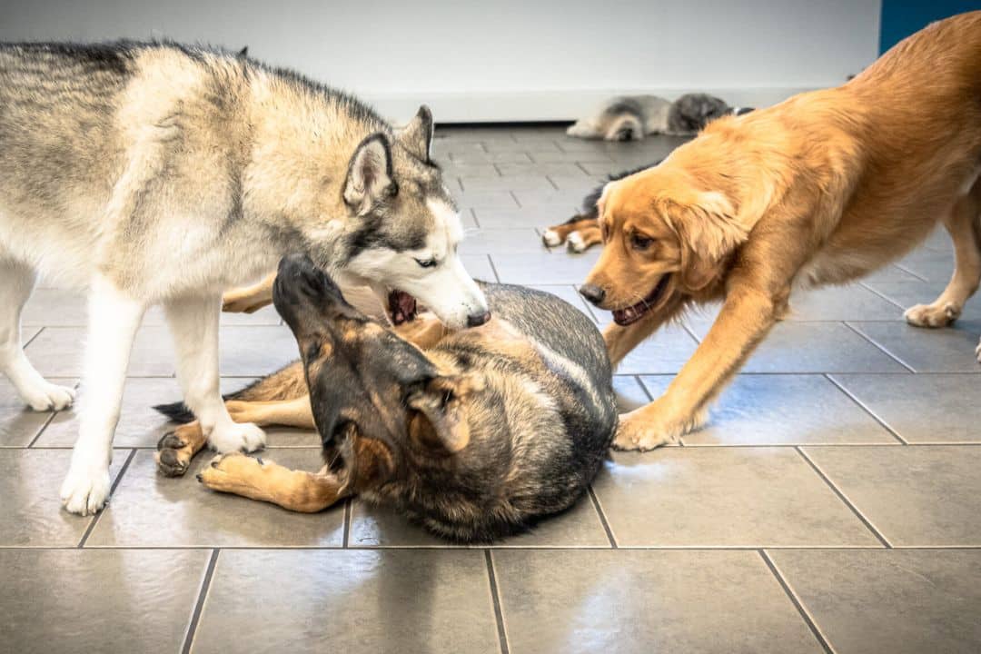 Is Dog Daycare Safe? Risks, Benefits, and What to Look For