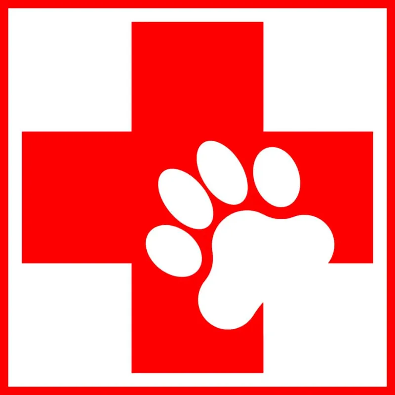 Hands-on Pet First Aid training at PAWS Dog Daycare Calgary