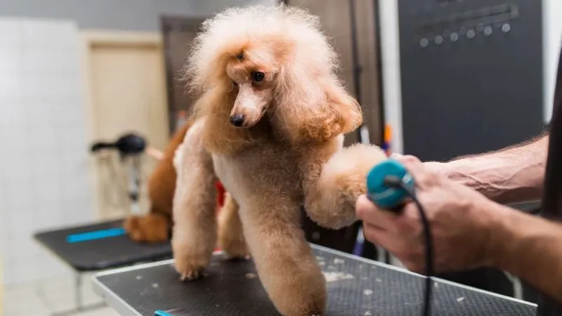 Miniature Poodle on the grooming table at PAWS Dog Daycare