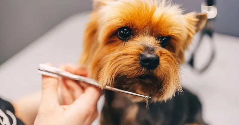 Dog being groomed at PAWS