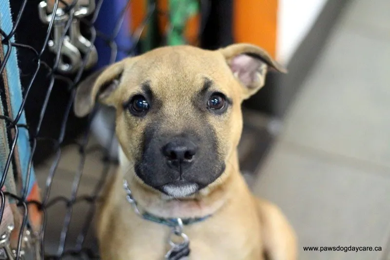 Puppy at PAWS Dog Daycare Calgary ready for their first grooming session