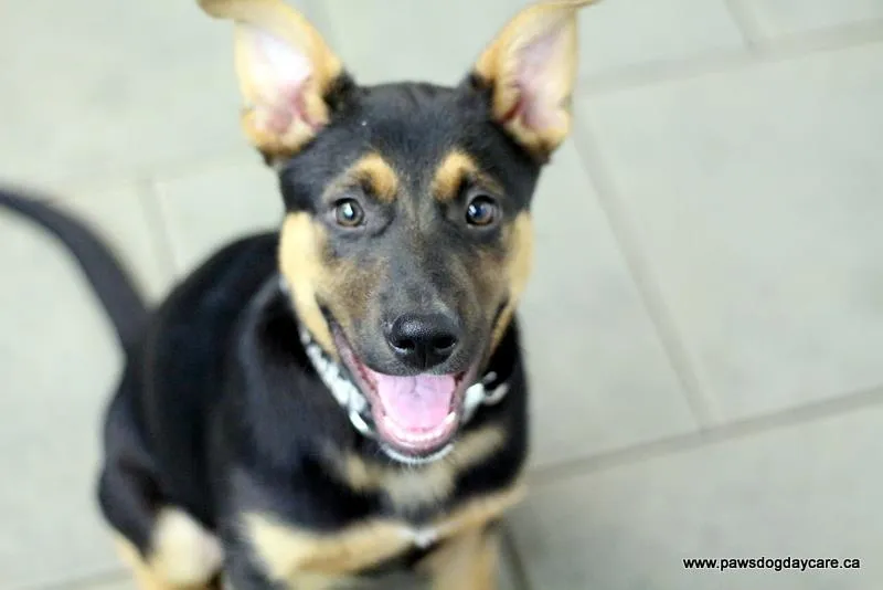 Happy German Shepherd puppy at PAWS Dog Daycare