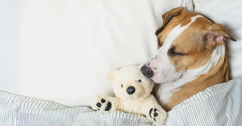 PAWS Pro pet sitter providing in-home care in Calgary