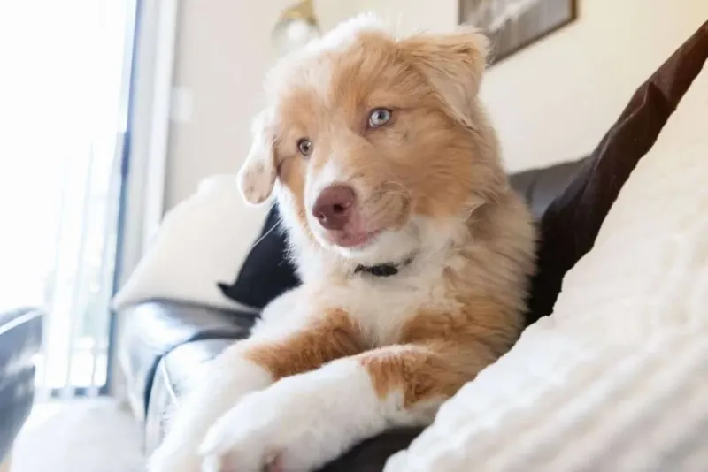 Dog being cared for by a PAWS Pro pet sitter in a home environment