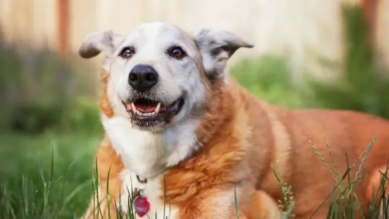 Senior dog receiving gentle care from a PAWS Pro pet sitter