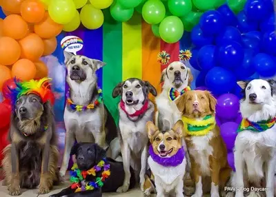 Calgary Pride themed dog photo shoot at PAWS
