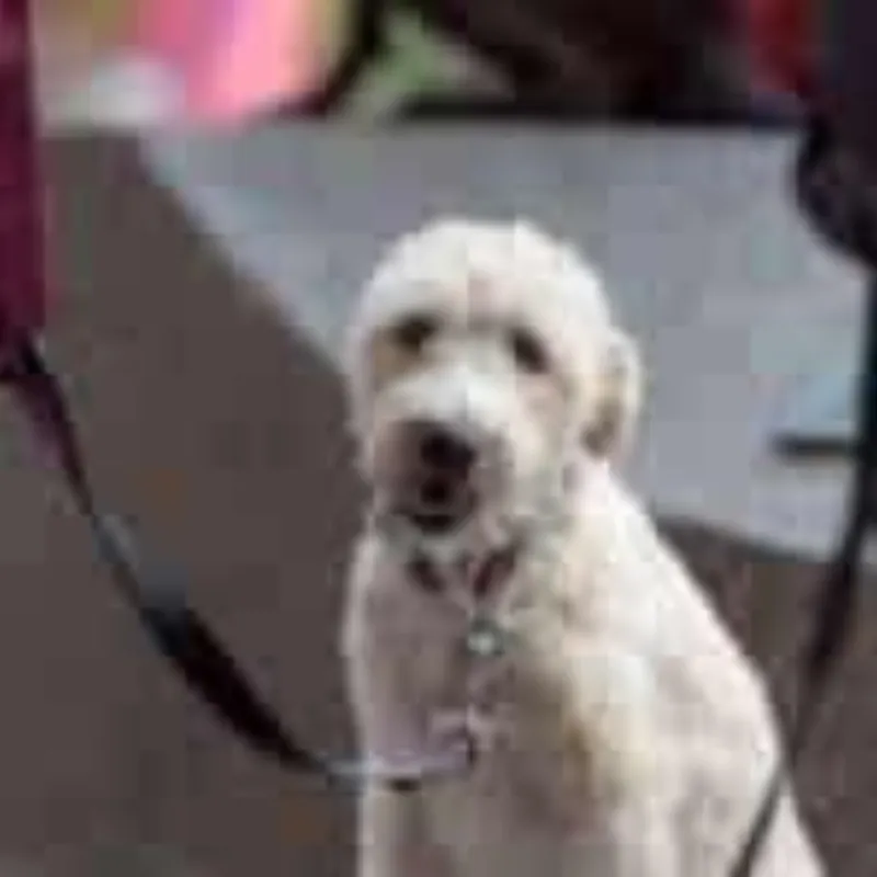 Dog training results and lifestyle