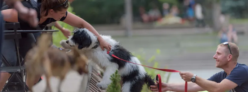 Dog training in progress on Calgary streets