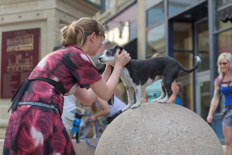 Dog training outdoors in Calgary