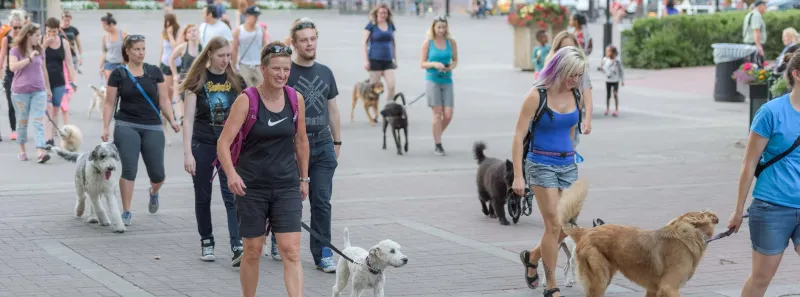 Dog being trained during board and train program
